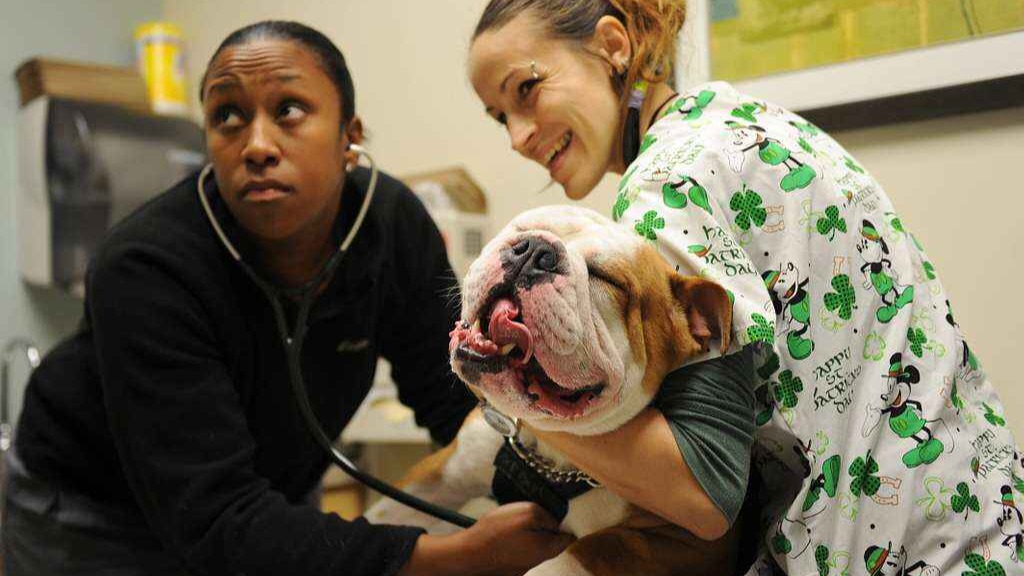 The Ultimate Guide to Pet Insurance for Dog Owners: What to Consider & Savings Tips